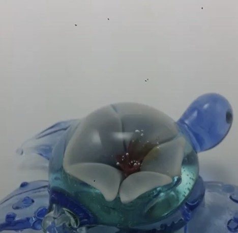 Clear and blue borosilicate glass turtle with a flower shell by Jose Valdes